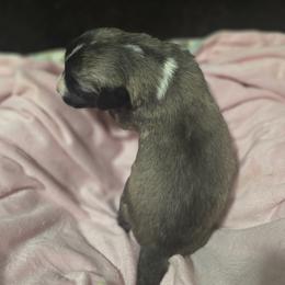 Anatolian Shepherd Dog Puppies from Florida Anatolian Shepherds