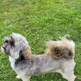 Gizmo - Shih Tzu