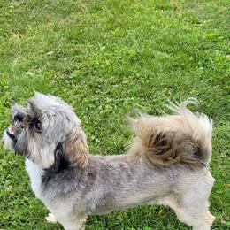 Gizmo - Shih Tzu