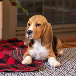 Rusty - Beagle puppy in Warsaw, Indiana from Mae’cee Beagles
