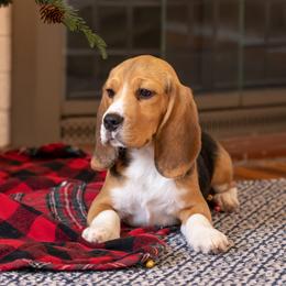 Rusty - Beagle puppy in Warsaw, Indiana from Mae’cee Beagles