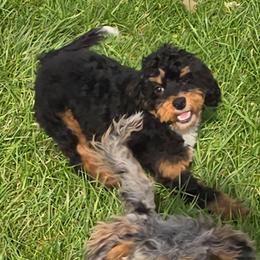 Brando - Black and tan male Cockapoo puppy in Lebanon, Kentucky from Mosaic Merle Doodles