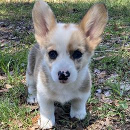 American Corgi and Pembroke Welsh Corgi Puppies from Swell Corgis