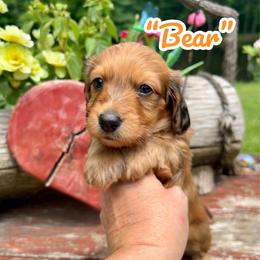 Bear - Red male Assorted Doodle Crosses puppy in Coal City, Indiana from Angel Blue Dogs