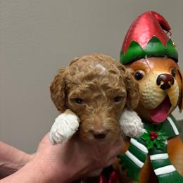 Purple girl - Apricot female Poodle puppy in Nolensville, Tennessee from White Willow Poodles