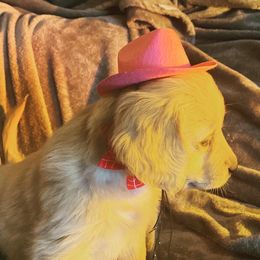 Golden Retriever Puppies from Rollin' Goldies of Colorado
