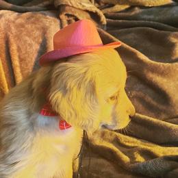 Golden Retriever Puppies from Rollin' Goldies of Colorado