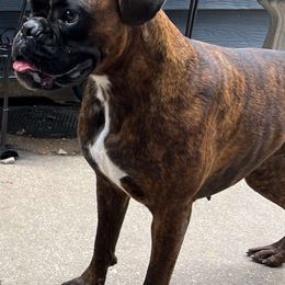 Tee - Boxer
