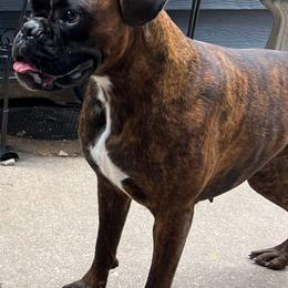 Tee - Boxer