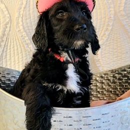 Labradoodle Puppies from 101 Labradoodles