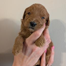 Yellow - Red  female Goldendoodle puppy in Midland, North Carolina from Alger Farm, LLC