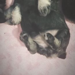 Miniature Schnauzer Puppies from Miniature Schnauzer Paradise llc