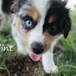 Flint - Blue merle male Miniature American Shepherd puppy in Godley, Texas from Flying H Toy and Mini Aussies