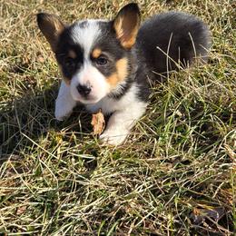 Ranger - Black and tan male Pembroke Welsh Corgi puppy in Americus, Kansas from Kandi's Pups