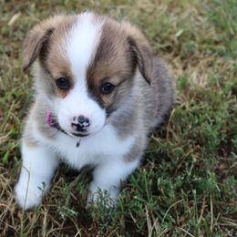 Pembroke Welsh Corgi Puppies from Fire Sweep Ranch
