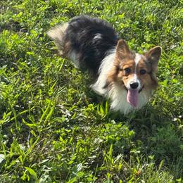 Root - Gray and white male American Corgi puppy in Heyworth, Illinois from Schumaker Corgis