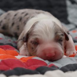 Nitro - Blue merle male Australian Shepherd puppy in Weatherford, Texas from Ridgestar Aussies