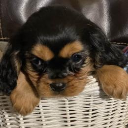 Cavalier King Charles Spaniel Puppies from F-Stop Cavaliers