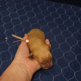 Venus - Yellow female Labrador Retriever puppy in Elloree, South Carolina from Moonlight Kennels LLC