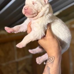 White boy 1 - White male Siberian Husky puppy in Uhland, Texas from Siberian Huskies