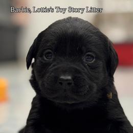 Barbie - Black female Labrador Retriever puppy in Owosso, Michigan from Bennington Retrievers