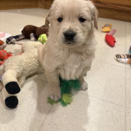 Tonka - Golden male Golden Retriever puppy in Grant County, Indiana from On The Sunny Side Pavey Farms
