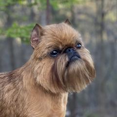 Espen - Brussels Griffon