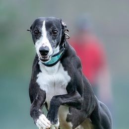 Whippets from Shootingstar's