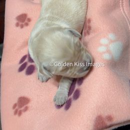Golden Retriever Puppies from Golden Kiss Retrievers