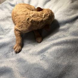 Yellow 2 - Cream female Labradoodle puppy in Shingle Springs, California from California Double Doodles