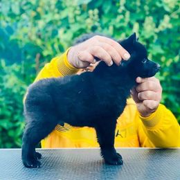 Schipperke Puppies from D’OR COTE