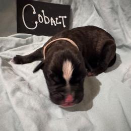 COBALT - Brindle female Boxer puppy in Madras, Oregon from BnT Boxers