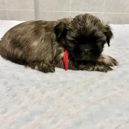 Millie - Sable female Shih Tzu puppy in Kettering, Ohio from The Ruff Life Tribe