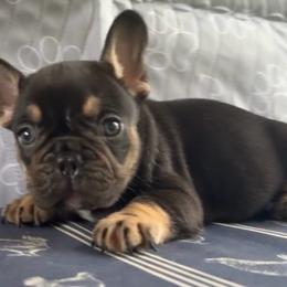 Dutton - Tricolors female French Bulldog puppy in Warm Springs, Arkansas from State Line Dachshunds & Frenchies
