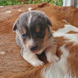 Jake - Gray and white male American Corgi puppy in Shawnee, Oklahoma from Sunray Ranch