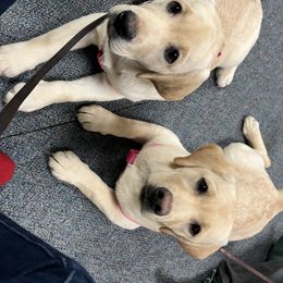 Labrador Retriever Puppies from Armory Labradors