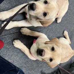 Labrador Retriever Puppies from Armory Labradors