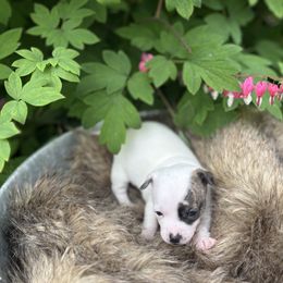 Female 2 - Black and white Chihuahua puppy in New Enterprise, Pennsylvania from Kayla's Chihuahuas