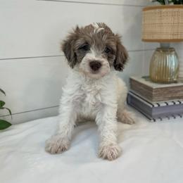 Prince Caspian - White and red merle male Bordoodle puppy in Valley Center, California from Circle R Valley Bordoodls