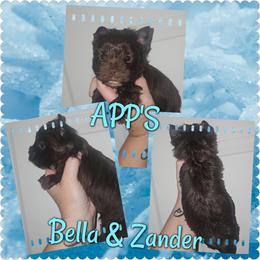 Rio - Liver male Yorkshire Terrier puppy in Wartburg, Tennessee from Amanda's Precious Pups
