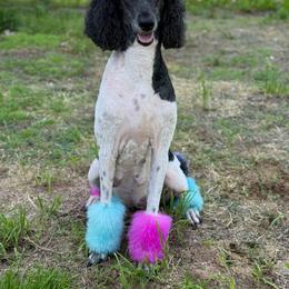 BéyJa - Poodle