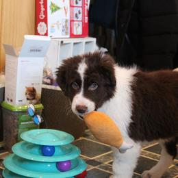 Border Collie Puppies from Forthright Farms