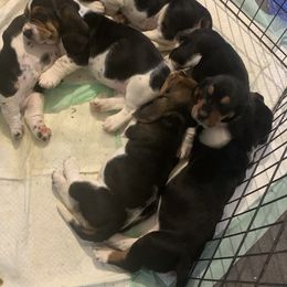 Basset Hound and Collie Puppies from Collegiate Bassets and Rheign Collies