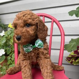 Anchor - Red  male Goldendoodle puppy in Camden, North Carolina from Oopsie Doodles of NC