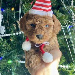 Marshmallow - Red female Cavapoo puppy in Tucson, Arizona from Indie Boo’s mini Cavapoos