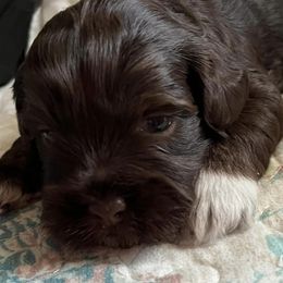 Havanese from Havanese Dogs of NC