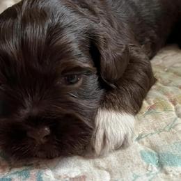 Havanese from Havanese Dogs of NC