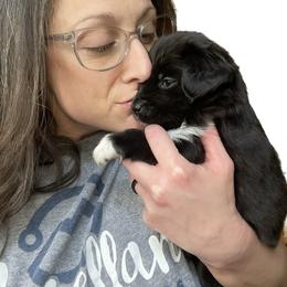 Australian Shepherd and Miniature Australian Shepherd Puppies from Integrity Aussies Tx