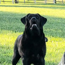 Labrador Retriever Puppies from ROCK CREEK LABRADORS