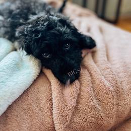 Blue collar - Black and tan male Cockapoo puppy in Missoula, Montana from Big Sky Cockapoos